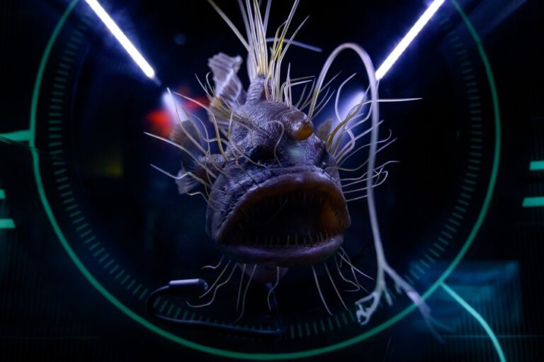 Os Mistérios do Mar Profundo: 8 Criaturas Fascinantes que Você Nunca Ouviu Falar