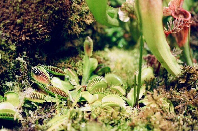 Os mistérios por trás das plantas carnívoras: como cuidar delas e suas curiosidades